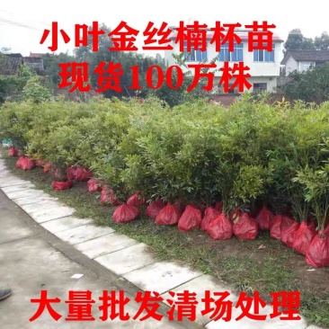 楠木苗金丝楠木树苗名贵苗木正宗金丝楠木树苗小叶桢楠