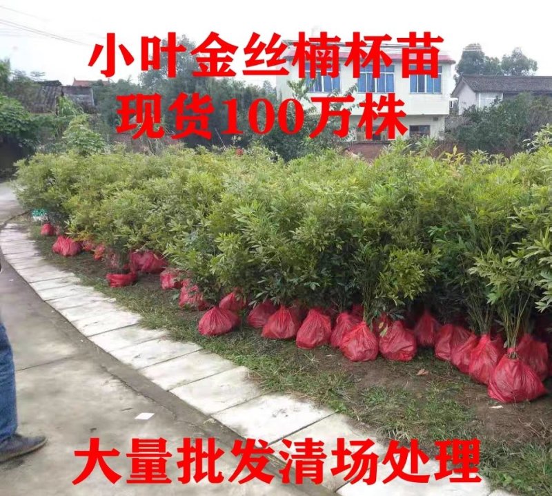 楠木苗金丝楠木树苗名贵苗木正宗金丝楠木树苗小叶桢楠