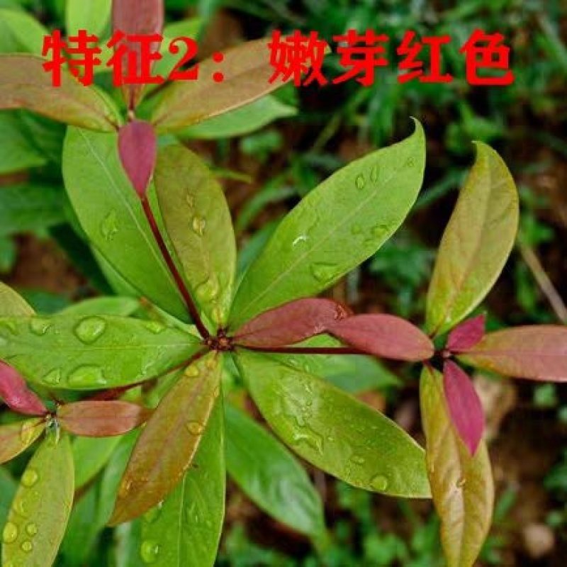 楠木苗金丝楠木树苗名贵苗木正宗金丝楠木树苗小叶桢楠