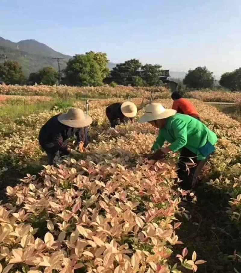 五彩桂花大量出售五彩珍珠桂花彩叶植物桂花树苗彩色桂花金桂