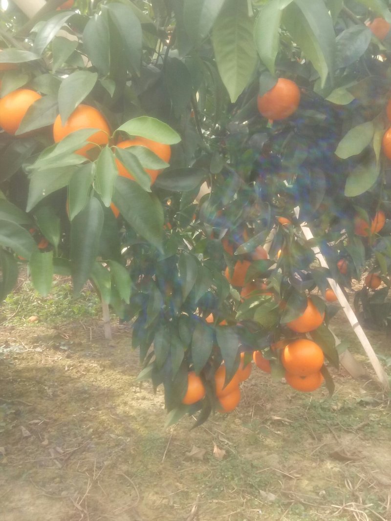 沃柑