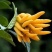佛手苗，基地直销，品质保证，欢迎光临
