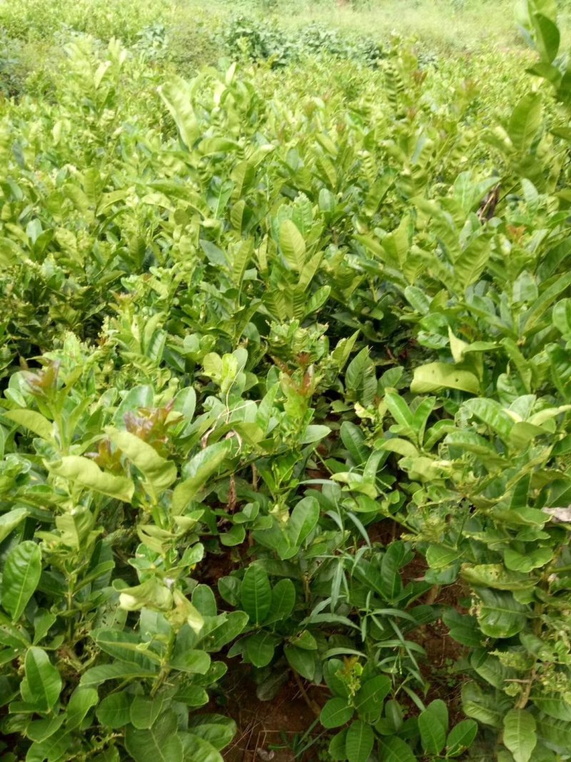 佛手苗，基地直销，品质保证，欢迎光临