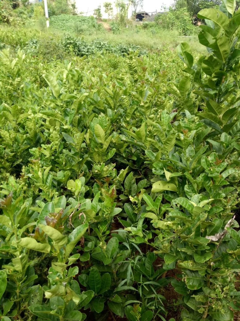 佛手苗，基地直销，品质保证，欢迎光临
