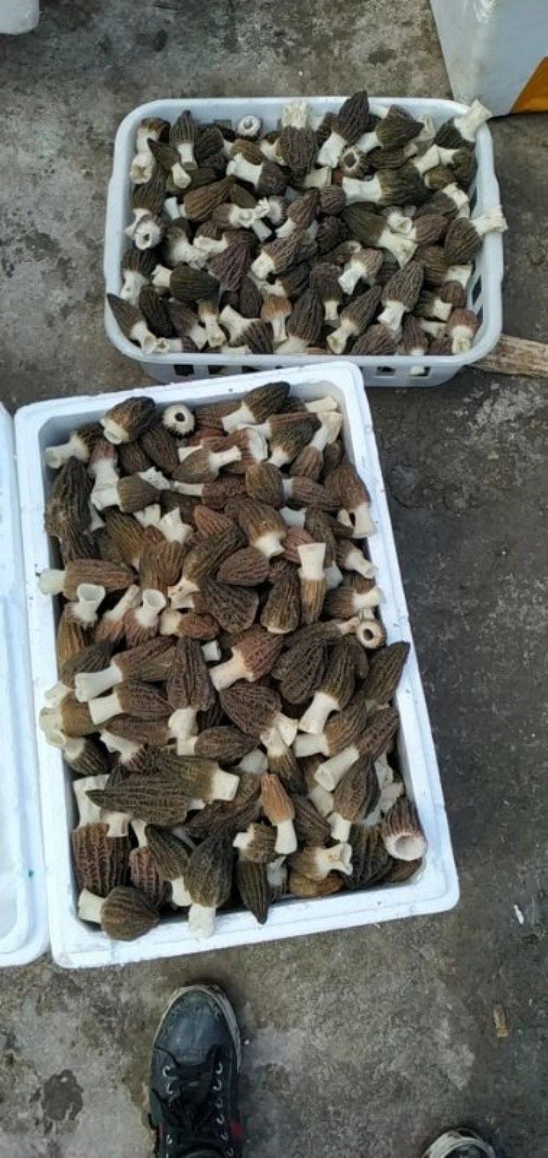 新鲜羊肚菌一公斤顺丰包邮欢迎代理一件代发新鲜菌菇