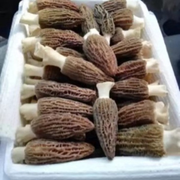 新鲜羊肚菌一公斤顺丰包邮欢迎代理一件代发新鲜菌菇