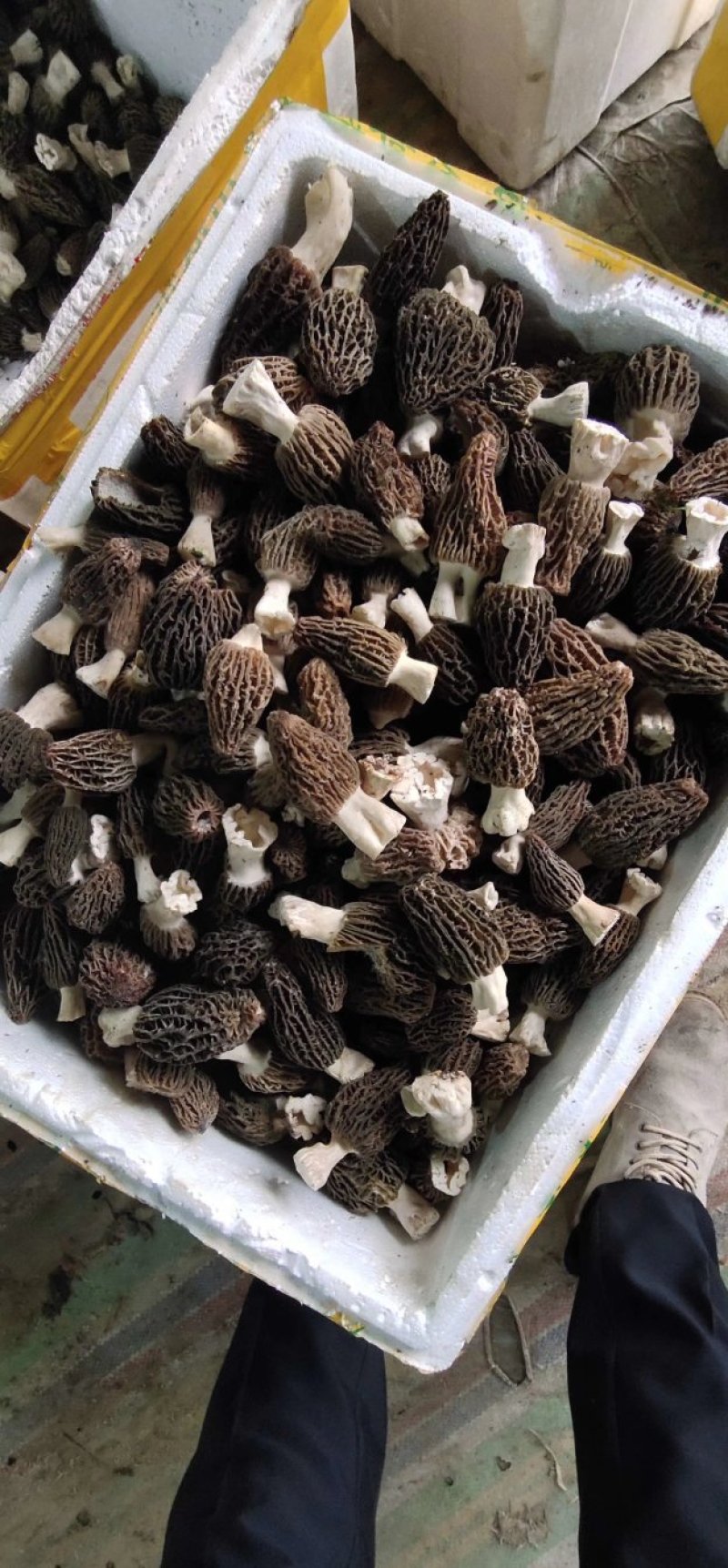 新鲜羊肚菌一公斤顺丰包邮欢迎代理一件代发新鲜菌菇