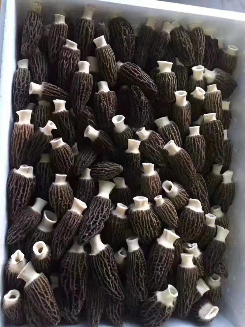 新鲜羊肚菌一公斤顺丰包邮欢迎代理一件代发新鲜菌菇