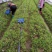 新鲜羊肚菌一公斤顺丰包邮欢迎代理一件代发新鲜菌菇