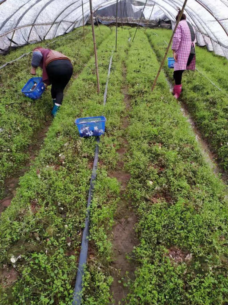 新鲜羊肚菌一公斤顺丰包邮欢迎代理一件代发新鲜菌菇
