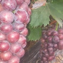 葡萄代收甜蜜满枝头：新鲜采摘，阳光滋养的优质葡萄直销