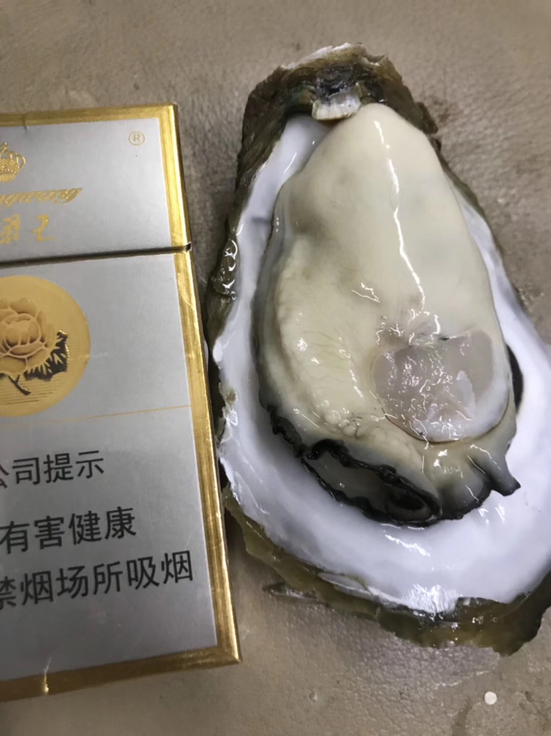 湛江生蚝蚝农一手蚝地直销批发