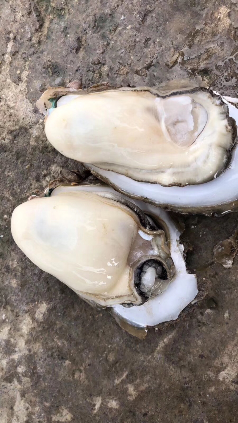 湛江生蚝蚝农一手蚝地直销批发