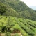 安溪高山兰花香铁观音浓香型烟条礼盒装，送礼佳品
