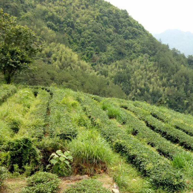 安溪高山兰花香铁观音浓香型烟条礼盒装，送礼佳品