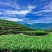 安溪高山兰花香铁观音浓香型烟条礼盒装，送礼佳品