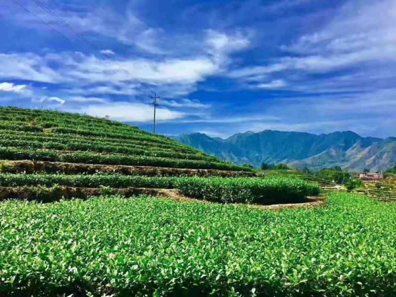 安溪高山兰花香铁观音浓香型烟条礼盒装，送礼佳品