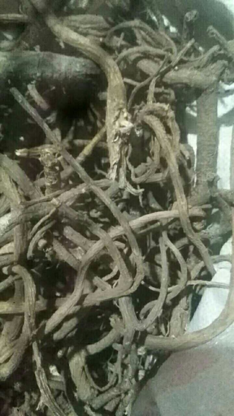 有大量苦参片子！可做药检欢迎合作！