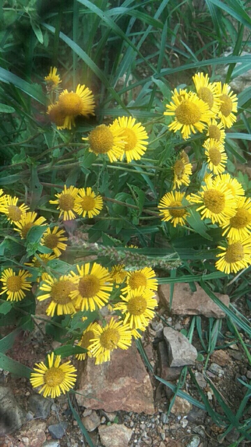 野生老头草，火绒蒿！5月采挖洗净晒干。