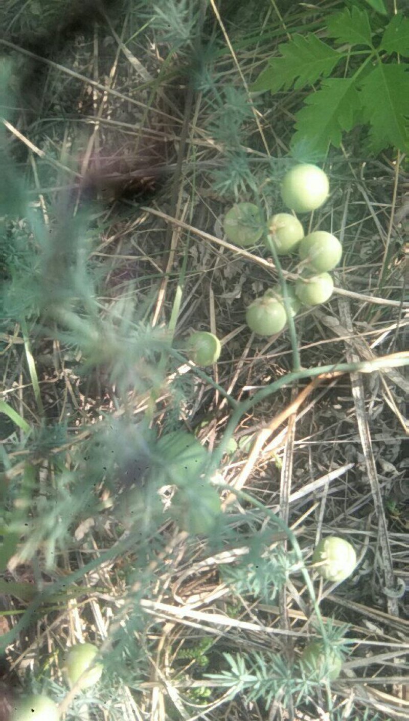 野生老头草，火绒蒿！5月采挖洗净晒干。