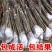 核桃苗嫁接核桃树苗薄皮盆栽地栽当年接果南方北方种植庭院果
