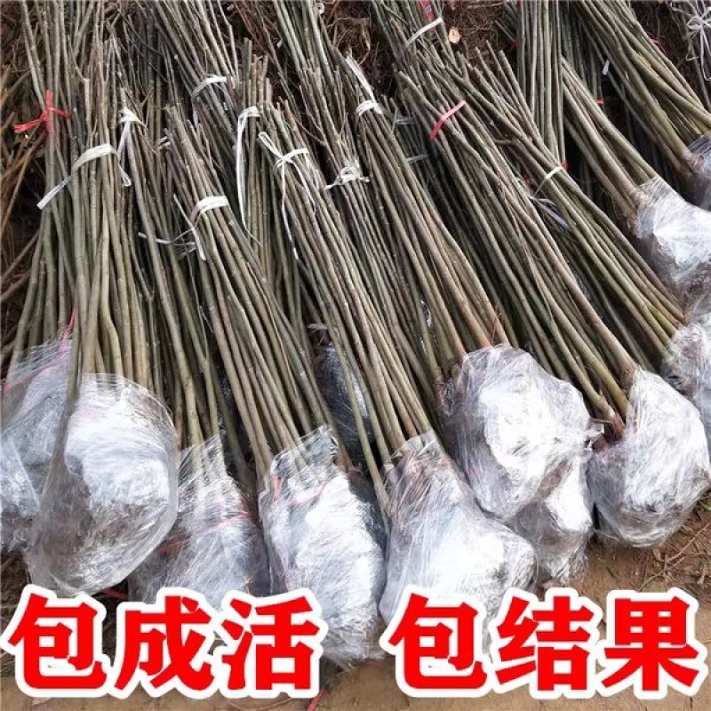 核桃苗嫁接核桃树苗薄皮盆栽地栽当年接果南方北方种植庭院果