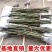 核桃苗嫁接核桃树苗薄皮盆栽地栽当年接果南方北方种植庭院果