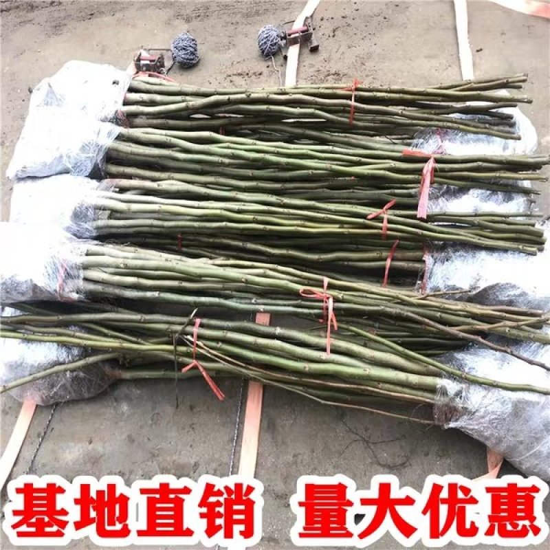 核桃苗嫁接核桃树苗薄皮盆栽地栽当年接果南方北方种植庭院果