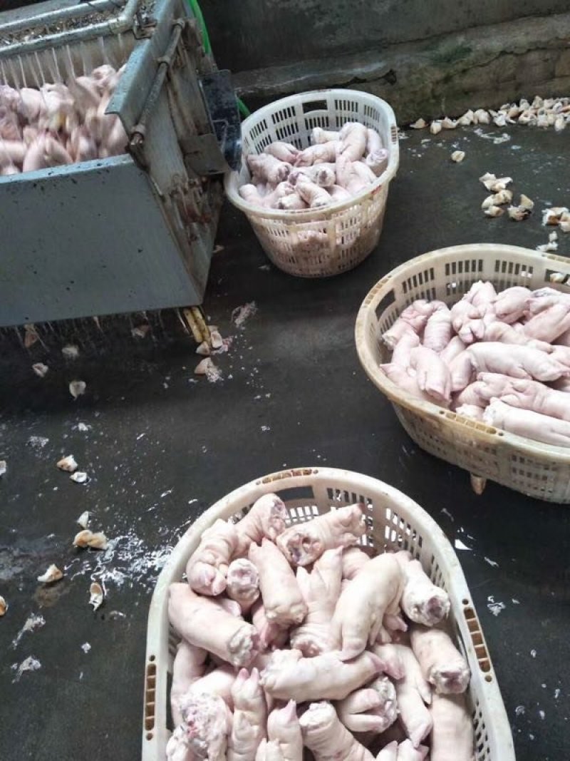 猪爪，猪头，大肠，小肠，猪肚，猪干批发量大从优