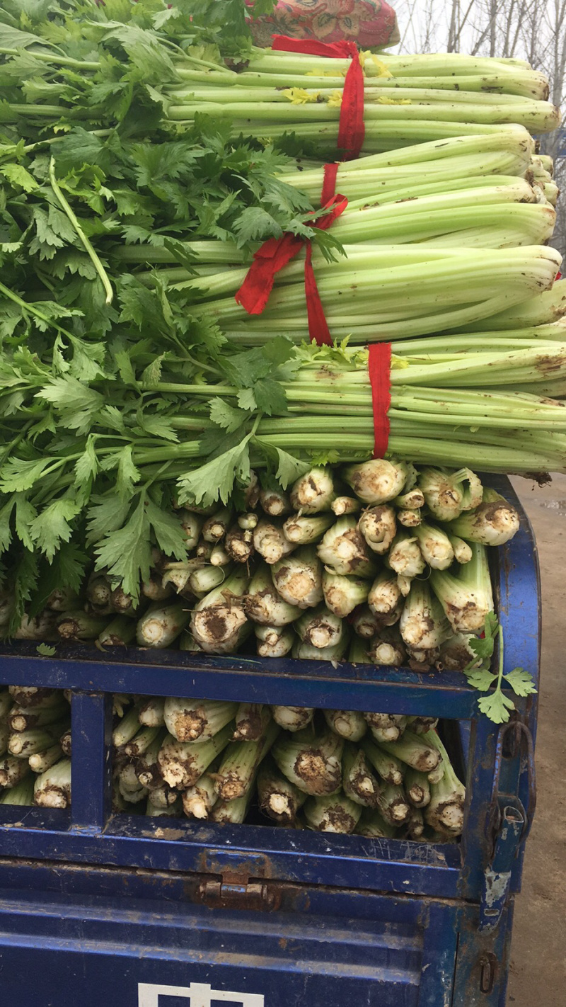 法国皇后西芹大量上市