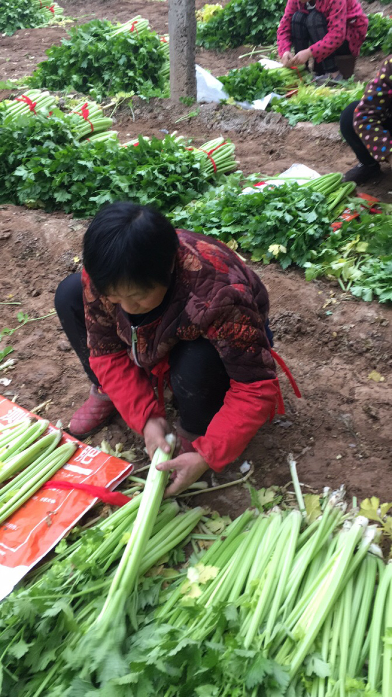 法国皇后西芹大量上市