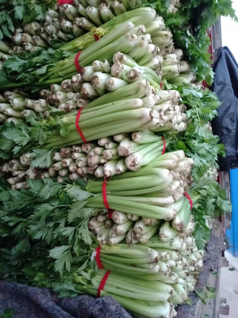 法国皇后西芹大量上市