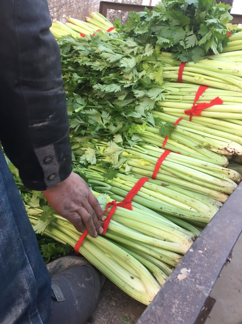 法国皇后西芹大量上市