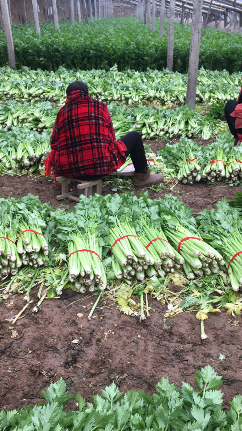 法国皇后西芹大量上市