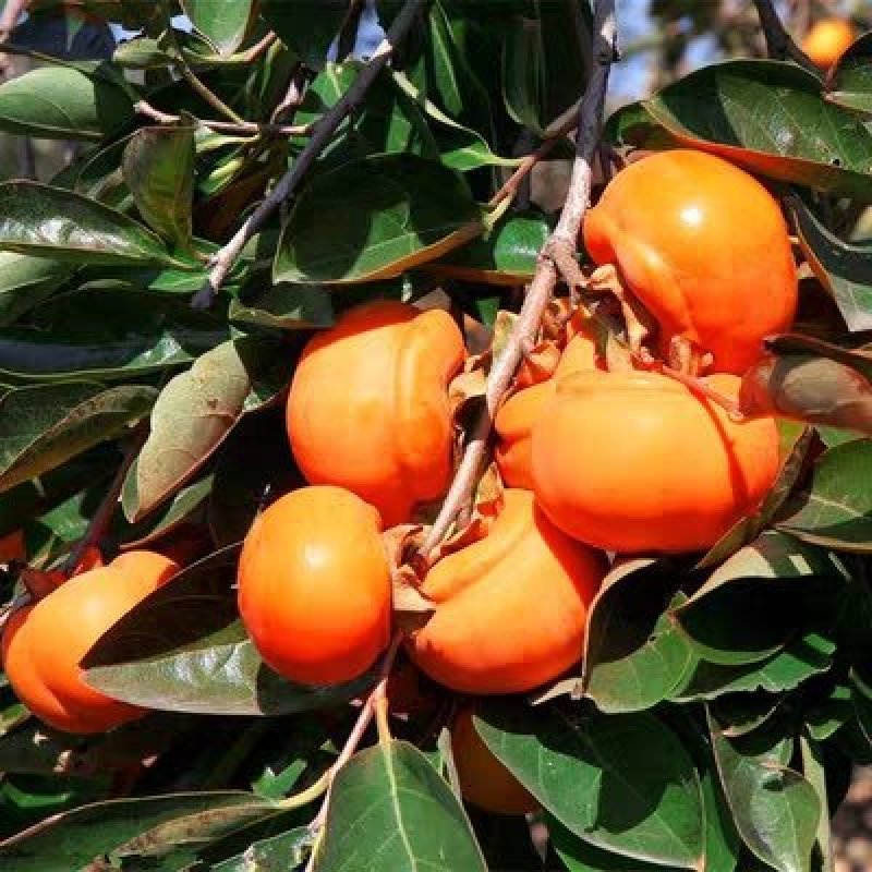 嫁接柿子脆甜特大柿子树苗南方北方种植黑柿地栽果树苗当年结