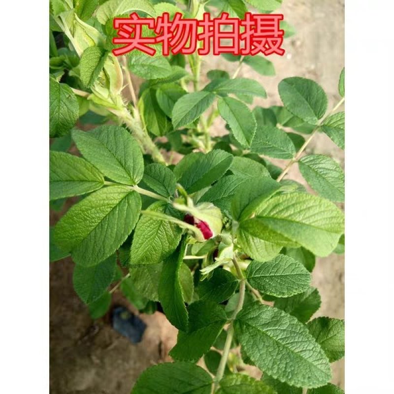食用玫瑰苗玫瑰花苗大马士革当年开花庭院花卉盆栽可食用可