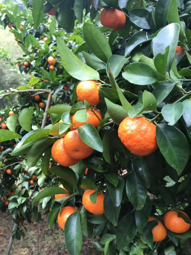 梧州沙糖桔