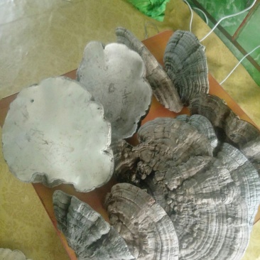 灵芝.平盖灵芝.树舌灵芝.东北自釆林中灵芝.