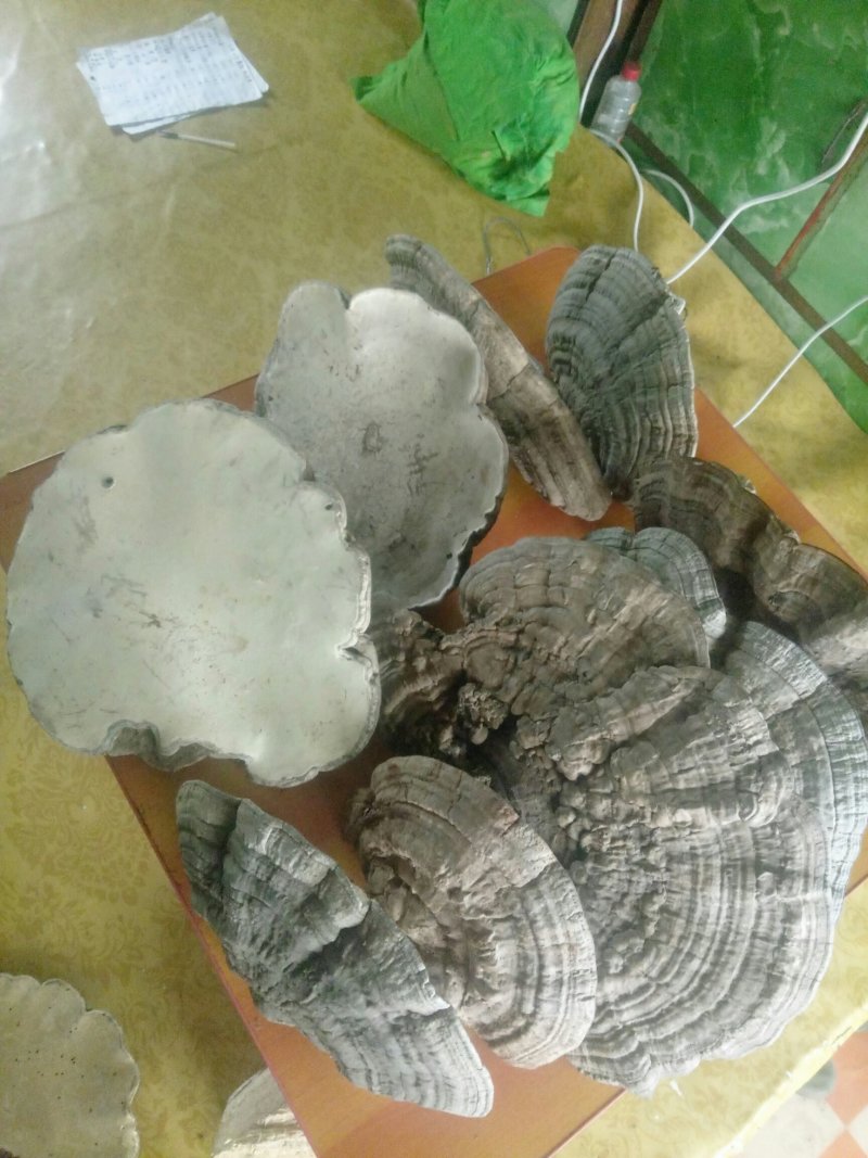 灵芝.平盖灵芝.树舌灵芝.东北自釆林中灵芝.