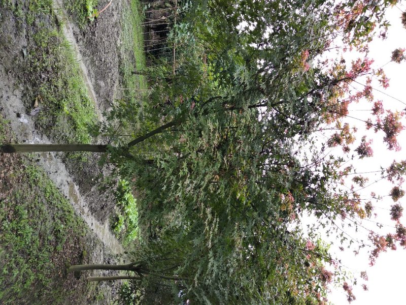 红枫，优质红枫树，四川红枫基地出售，成都红枫批发价格