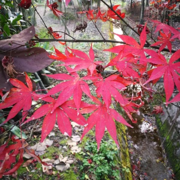 红枫，优质红枫树，四川红枫基地出售，成都红枫批发价格