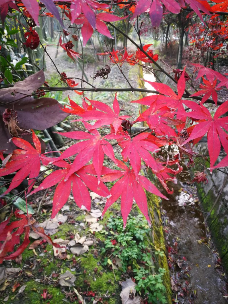 红枫，优质红枫树，四川红枫基地出售，成都红枫批发价格