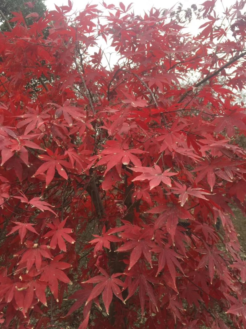 红枫，优质红枫树，四川红枫基地出售，成都红枫批发价格