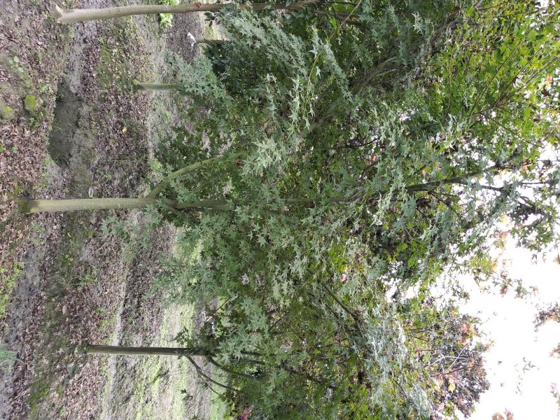 红枫，优质红枫树，四川红枫基地出售，成都红枫批发价格
