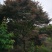 红枫，优质红枫树，四川红枫基地出售，成都红枫批发价格