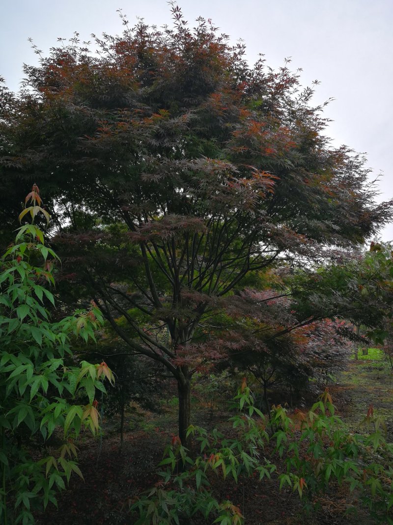 红枫，优质红枫树，四川红枫基地出售，成都红枫批发价格