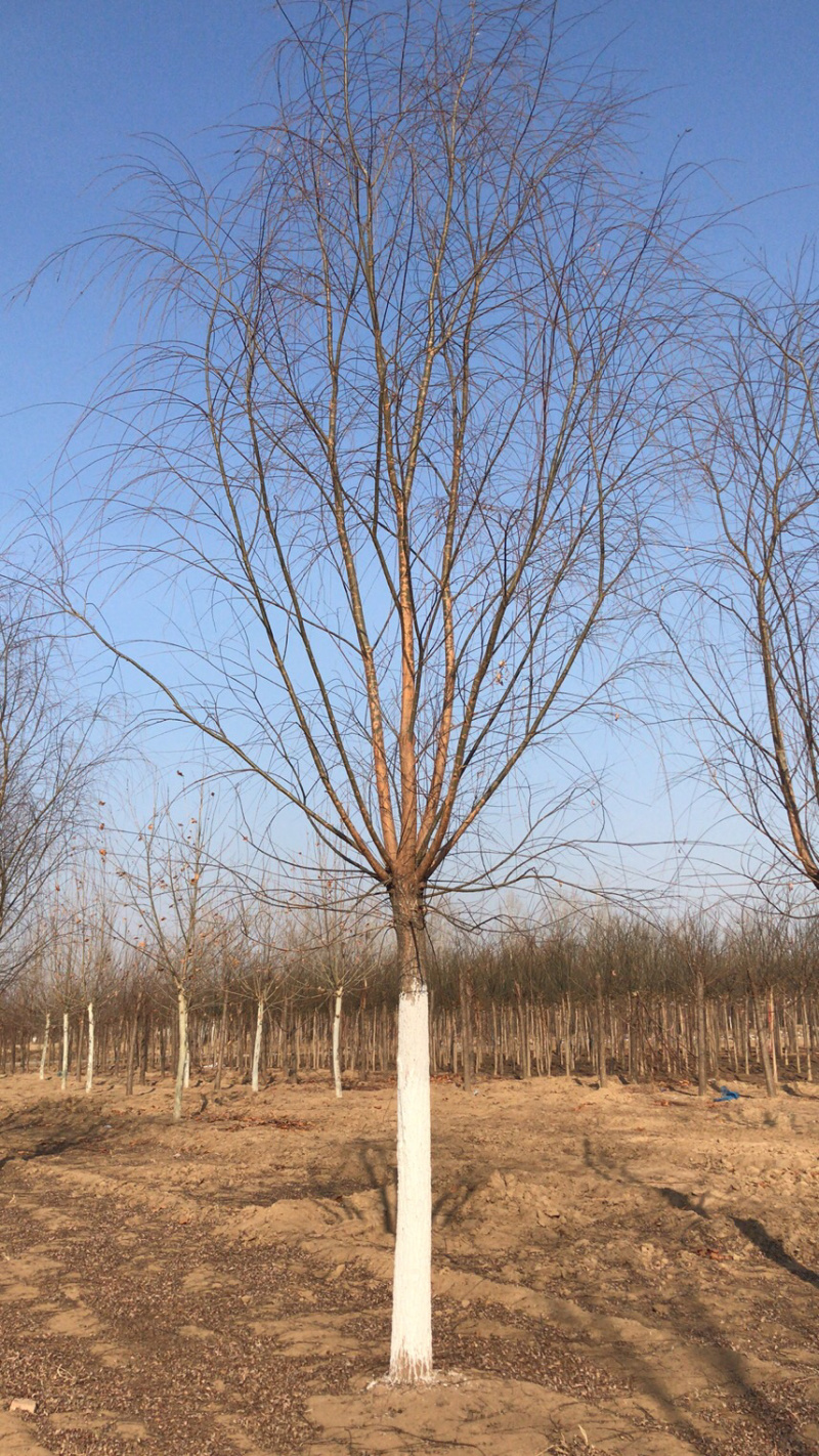 2020年垂柳价格，垂柳基地！自产自销！