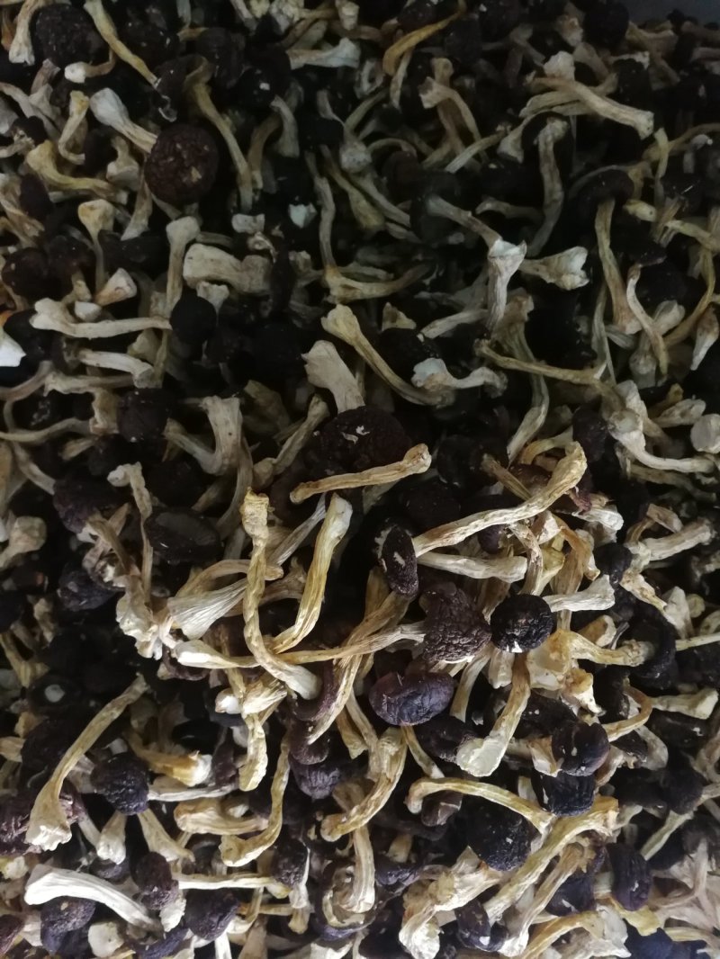 球盖菇出售！干货和鲜货