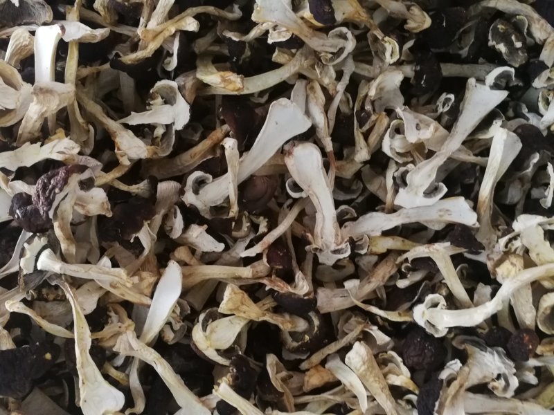 球盖菇出售！干货和鲜货