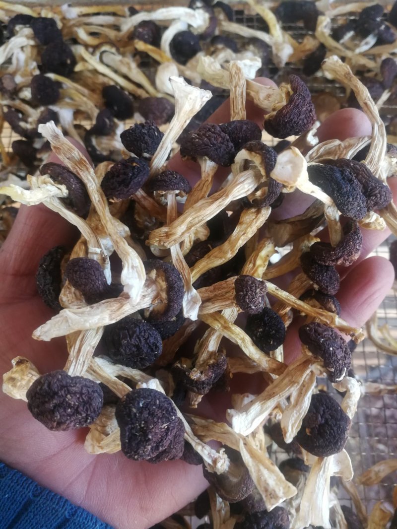 球盖菇出售！干货和鲜货